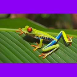 Kopi af Kopi af Kopi af patrick 