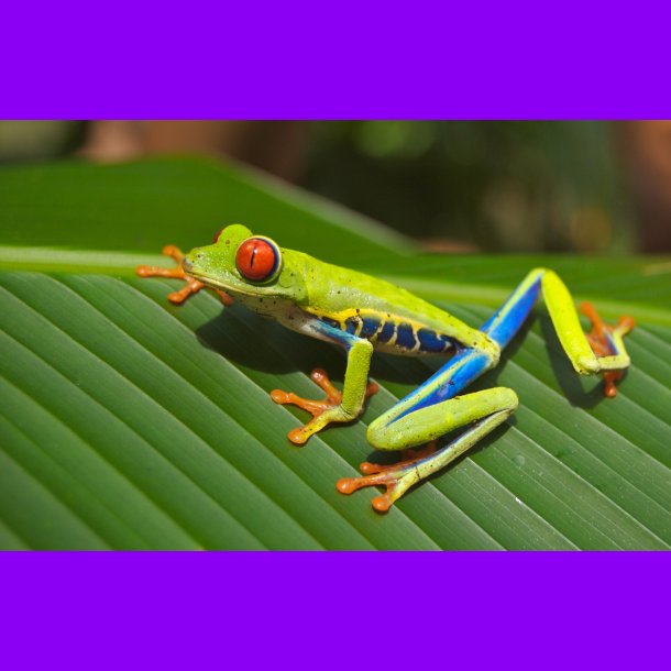 Kopi af Kopi af Kopi af patrick 